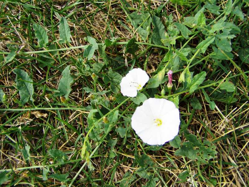 Perennial Broadleaf Weeds in Lawns